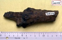 藏品(鹿角)的圖片